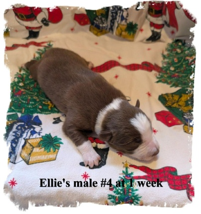 ABCA R/W male Border Collie out of working stock at 1 week